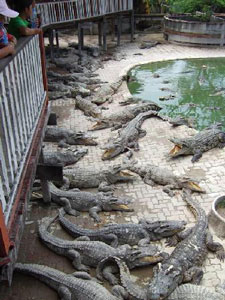 پرورش تمساح در تایلند