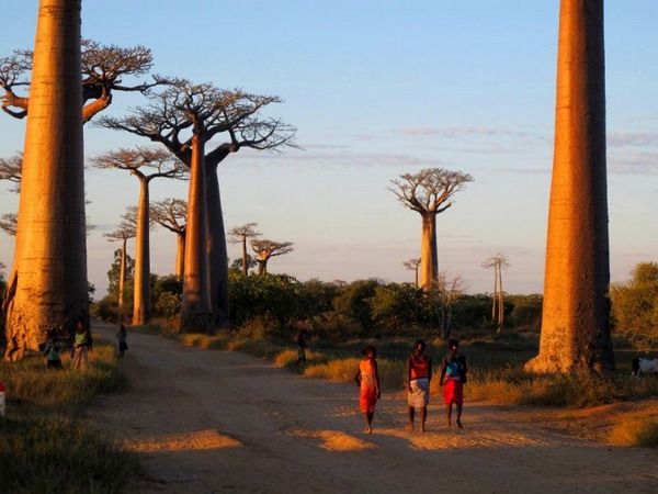 Avenue du Baobab, ماداگاسکار