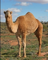روغن شتر روغن شتر