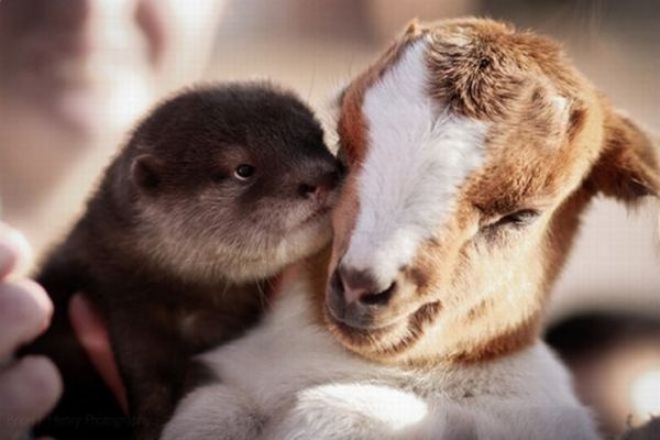 عشق حیوانات