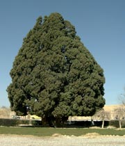 بزرگترین درخت كره زمین در ایران