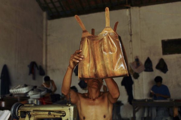 2216 Production of Snakeskin Handbags (22 photos)