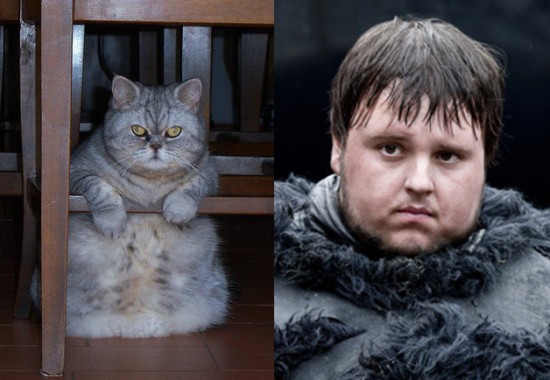 Game-Of-Thrones-Characters-as-Cats-13-550x380.jpg