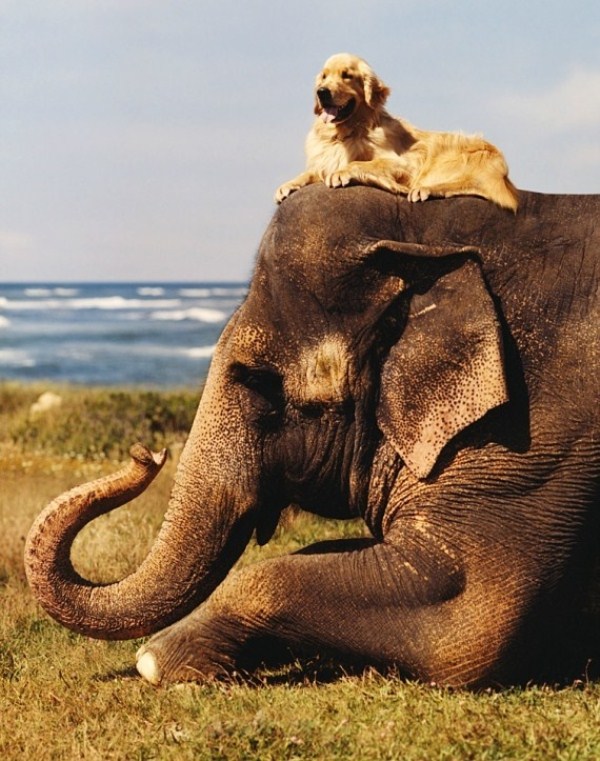 124 Unlikely Animal Friendships (30 photos)