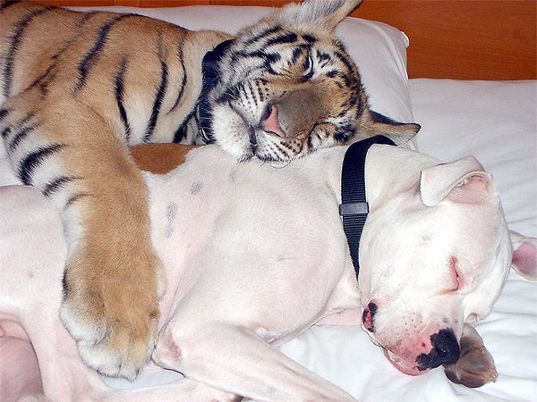 134 Unlikely Animal Friendships (30 photos)