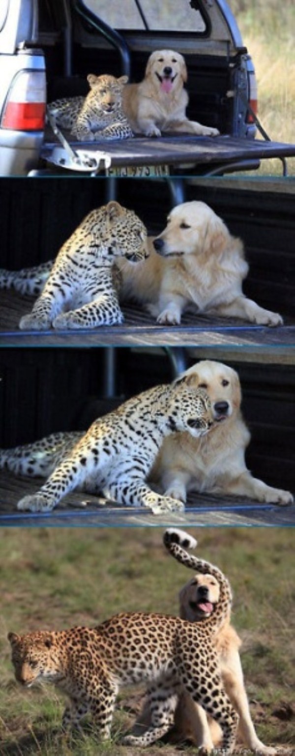 203 Unlikely Animal Friendships (30 photos)