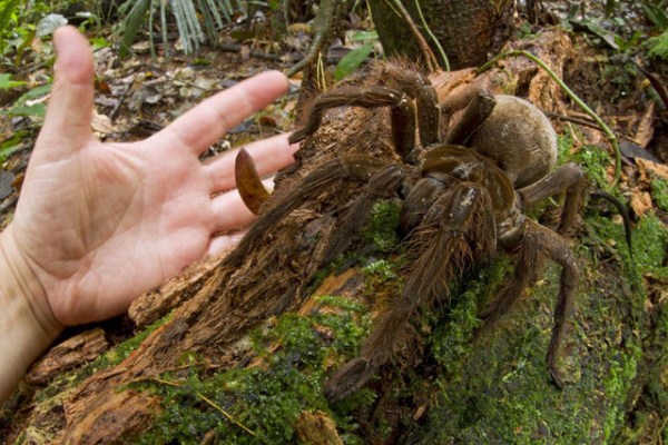 252 Animals You Probably Didnt Know Exist (25 photos)