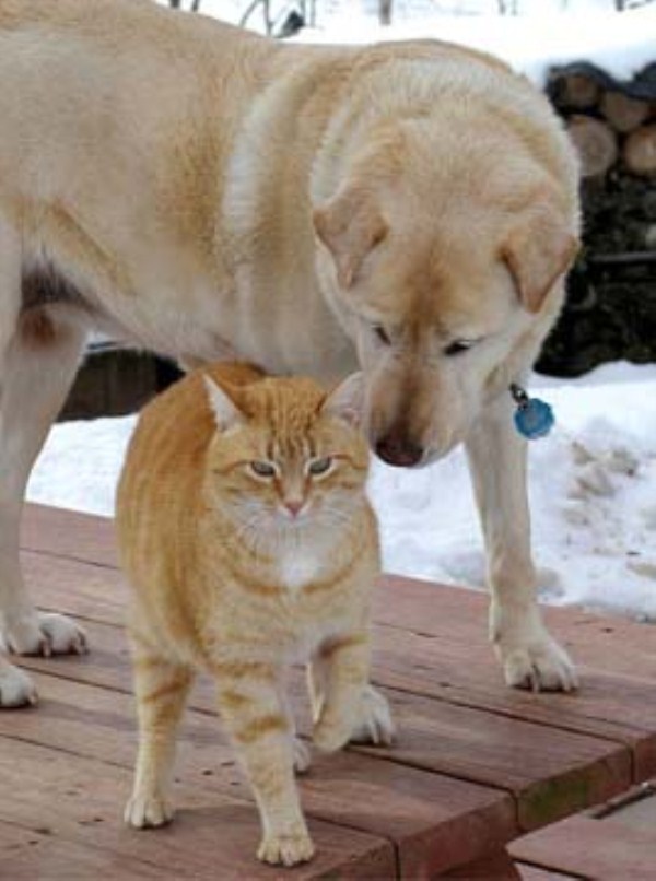 262 Unlikely Animal Friendships (30 photos)