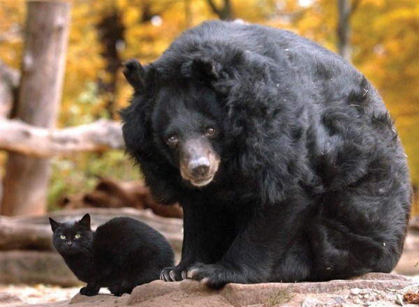 272 Unlikely Animal Friendships (30 photos)