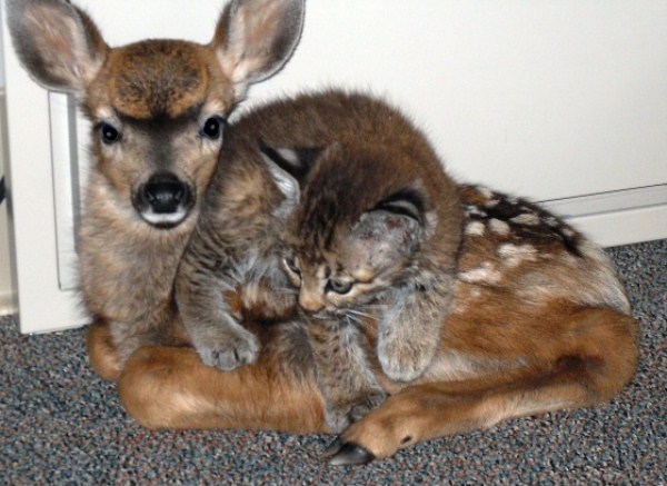 46 Unlikely Animal Friendships (30 photos)