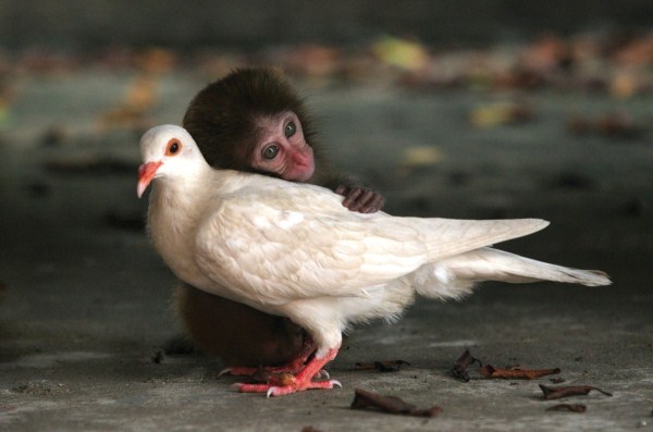 64 Unlikely Animal Friendships (30 photos)