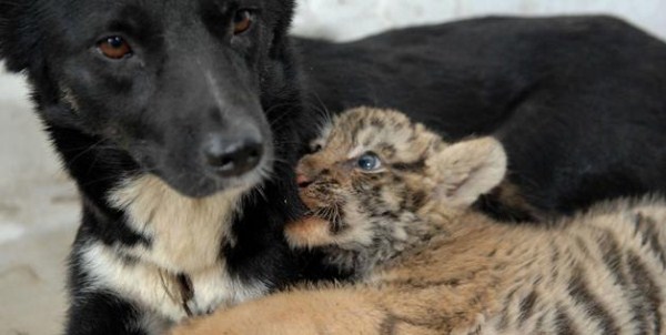 94 Unlikely Animal Friendships (30 photos)