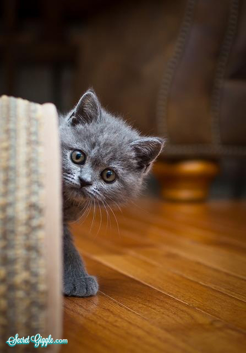 عکسهای جالب از گربه های ناز