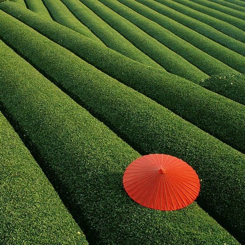 مزارع چای، چین