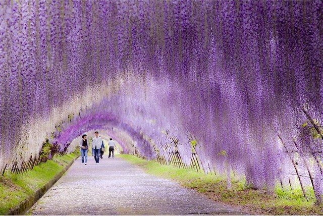تونل گل های ارکیده، ژاپن