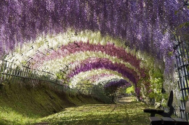 تونل گل های ارکیده، ژاپن