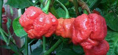 عجیب ترین خوراکی های دنیا +عکس عجیب ترین خوراکی های دنیا +عکس