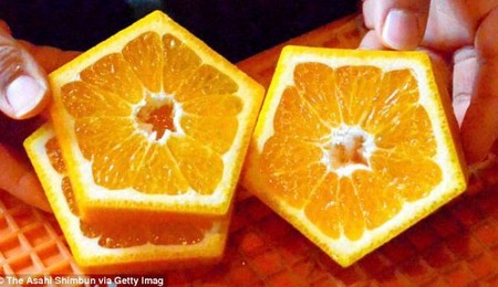 پرتقال عجیب 5 ضلعی در ژاپن