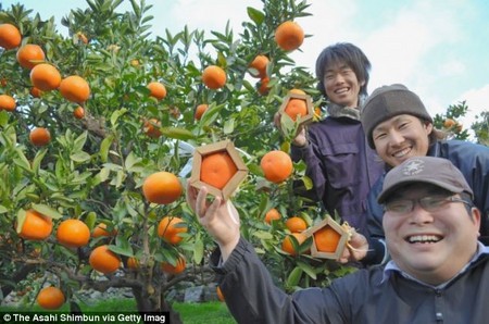 پرتقال عجیب 5 ضلعی در ژاپن
