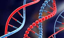 ترکیب ژن های انسان و حیوان چه خطراتی به همراه دارد؟