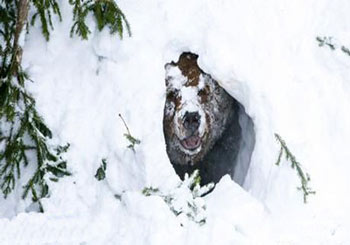 نحوه گرم شدن حیوانات در زمستان,چگونگی گرم شدن جانوران در زمستان,دانستنیهای علمی