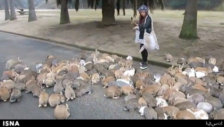 جزیره‌ خرگوش‌ها جاذبه جدید گردشگری ژاپن+عکس
