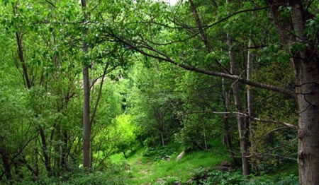 پارک‌های جنگلی ایران