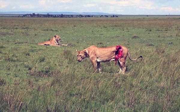 lioness leg ripped 02 Rescuing a Badly Injured Lioness (9 photos)