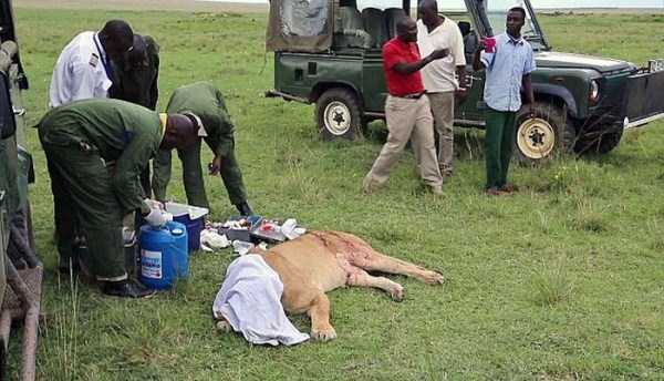 lioness leg ripped 03 Rescuing a Badly Injured Lioness (9 photos)
