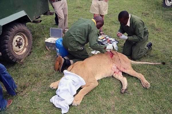 lioness leg ripped 06 Rescuing a Badly Injured Lioness (9 photos)