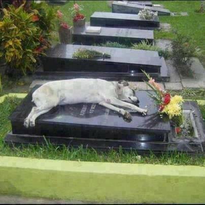 سگ باوفا 7 سال روی قبر صاحبش خوابید! +عکس