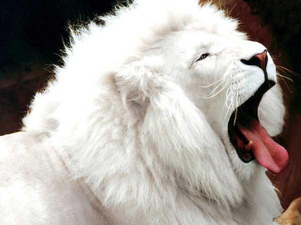 عکس های زیبا از حیوانات سفید رنگ