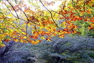 دلیل علمی تغییر رنگ درخت در پاییز