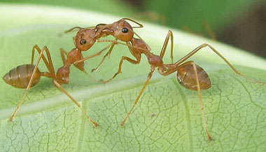 مورچه,نحوه زندگی مورچه ها,نحوه مکان یابی مورچه ها