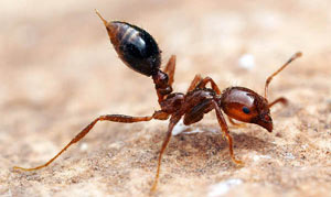 اطلاعات کامل در مورد زندگی مورچه ها