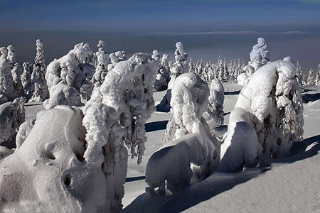 جنگل یخ زده,جنگل یخ زده در فنلاند,تصاویر جنگل یخ زده