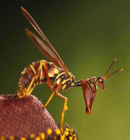 خارق العاده ترین حشرات دنیا با شکل های عجیب +عکس حشرات