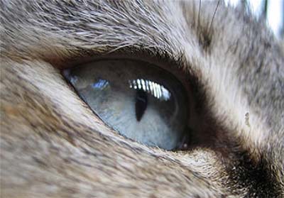 چشمان حیوانات