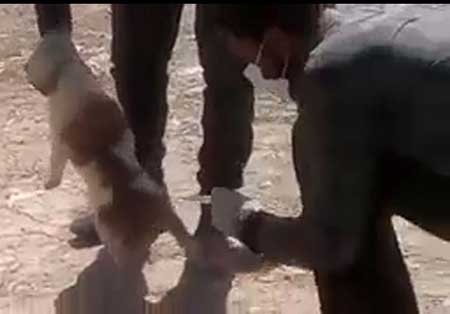ماجرای کشتن سگ با اسید در شیراز چیست؟ 1