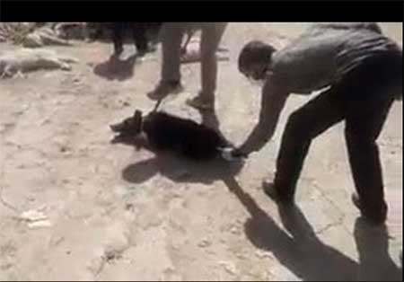ماجرای کشتن سگ با اسید در شیراز چیست؟ 1
