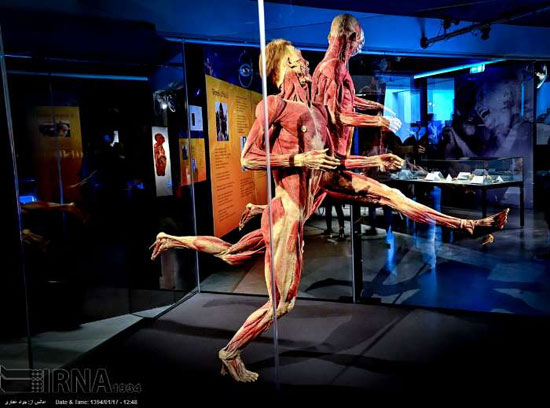 عکس های موزه ای با بدن انسان های مرده و خشک شده!