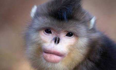 لب پروتز و دماغ عملی میمون زیبا!