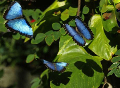 عکس پروانه های زیبا