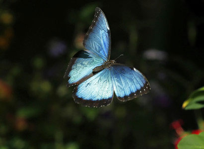 عکس پروانه های زیبا