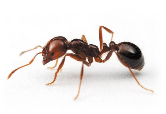 termidor-fire-ant.jpg