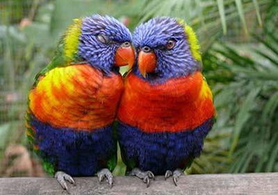 عکس های رمانتیک و عاشقانه از پرندگان