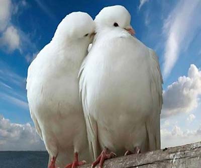 عکس های رمانتیک و عاشقانه از پرندگان