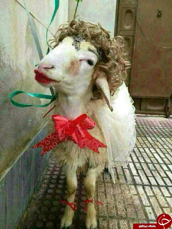 کارت عروسی عجیب ایرانی و آرایش گوسفند برای قربانی کردن! کارت عروسی عجیب ایرانی و آرایش گوسفند برای قربانی کردن!