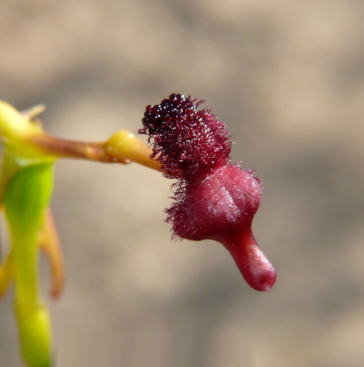 Drakaea-concolor-Kneeling-Hammer-Orchid-P1970850