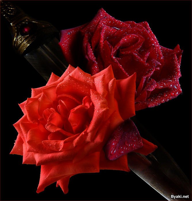 عکس گل های زیبا و انرژی بخش